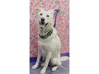 Adopt LAURIE a Golden Retriever, Mixed Breed