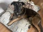 Adopt SASCHA a German Shepherd Dog, Mixed Breed