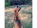 Adopt Fern a Foxhound
