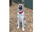 Adopt SASHA a Akita, Mixed Breed