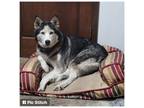 Adopt SAPPHIRE a Siberian Husky