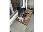 Adopt Mary Jane a Australian Cattle Dog / Blue Heeler