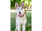 Adopt Fiesta a Husky, Mixed Breed