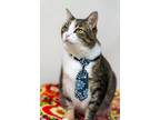 Adopt Sissy a Domestic Short Hair