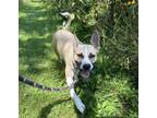 Adopt Neytiri a Pit Bull Terrier, Mixed Breed