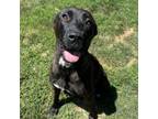 Adopt Mae a Pit Bull Terrier, Black Labrador Retriever