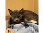 Adopt Anastasia a Domestic Short Hair