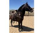 Andalusian horse