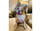 Adopt Summer Lynn a Boston Terrier