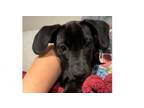 Adopt Raven aka Roanoke (R-Puppies) a Hound