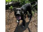 Adopt Espresso a Australian Shepherd, Mixed Breed