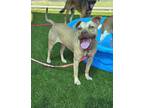 Adopt KENDRA a Pit Bull Terrier