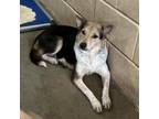 Adopt Monay a Shepherd