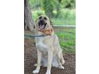 Adopt Annie - Adoptable a Anatolian Shepherd, Mixed Breed