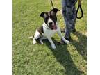 Adopt Nija a Pit Bull Terrier