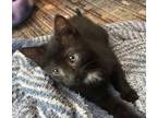 Adopt Hannah a Domestic Short Hair