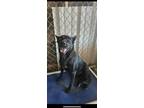 Adopt Ginger a Shepherd, Belgian Shepherd / Malinois