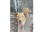 Adopt Nelly a Shepherd