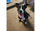 Adopt Lacey a Dachshund, Pit Bull Terrier