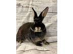 Adopt Shelby a Bunny Rabbit