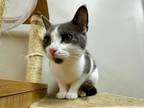 Adopt Momo a American Shorthair