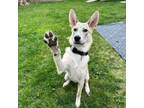 Adopt AC/DC a Husky
