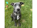 Adopt Lucy a Greyhound, Mixed Breed