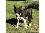 Adopt Ina a Collie