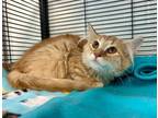 Adopt Clementine a Tabby