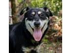 Adopt SUNSHINE a Australian Shepherd, Mixed Breed