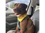 Adopt ANNIE a Chocolate Labrador Retriever, Mixed Breed