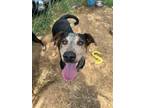 Adopt Merry a Bluetick Coonhound