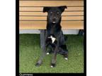 Adopt Guinness a Labrador Retriever, Mixed Breed