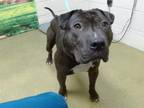 Adopt A535079 a Pit Bull Terrier, Shar-Pei