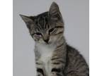 Adopt Cubby DUbby_2 a Domestic Short Hair