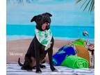 Adopt BLESSING a Pit Bull Terrier, Mixed Breed