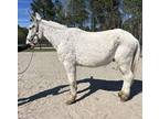 Bombproof draft mule