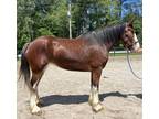 Registered Clydesdale mare