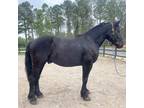 Percheron Qh cross