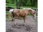 63/64ths Arabian palomino 2 yr old filly