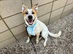 Adopt MARC a Australian Cattle Dog / Blue Heeler, Mixed Breed