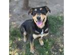 Adopt LANCE a German Shepherd Dog, Rottweiler