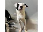 Adopt O'MALLEY a Border Collie, Mixed Breed