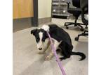Adopt JUNIOR a Border Collie, Mixed Breed