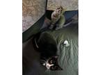 Adopt Penguin and Otter Napa Petco a Tabby, Domestic Medium Hair