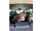 Adopt BROWNIE a Labrador Retriever, Mixed Breed