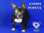 Adopt POPEYE a Pit Bull Terrier