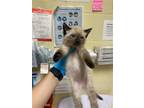 Adopt A690368 a Siamese