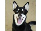 Adopt MCFLURRY a Siberian Husky