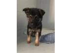 Adopt JESSIE a German Shepherd Dog